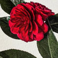 Camellia Card
