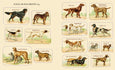 Victoriana Dogs: The Sticker Book