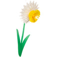 Honeycomb Daffodil