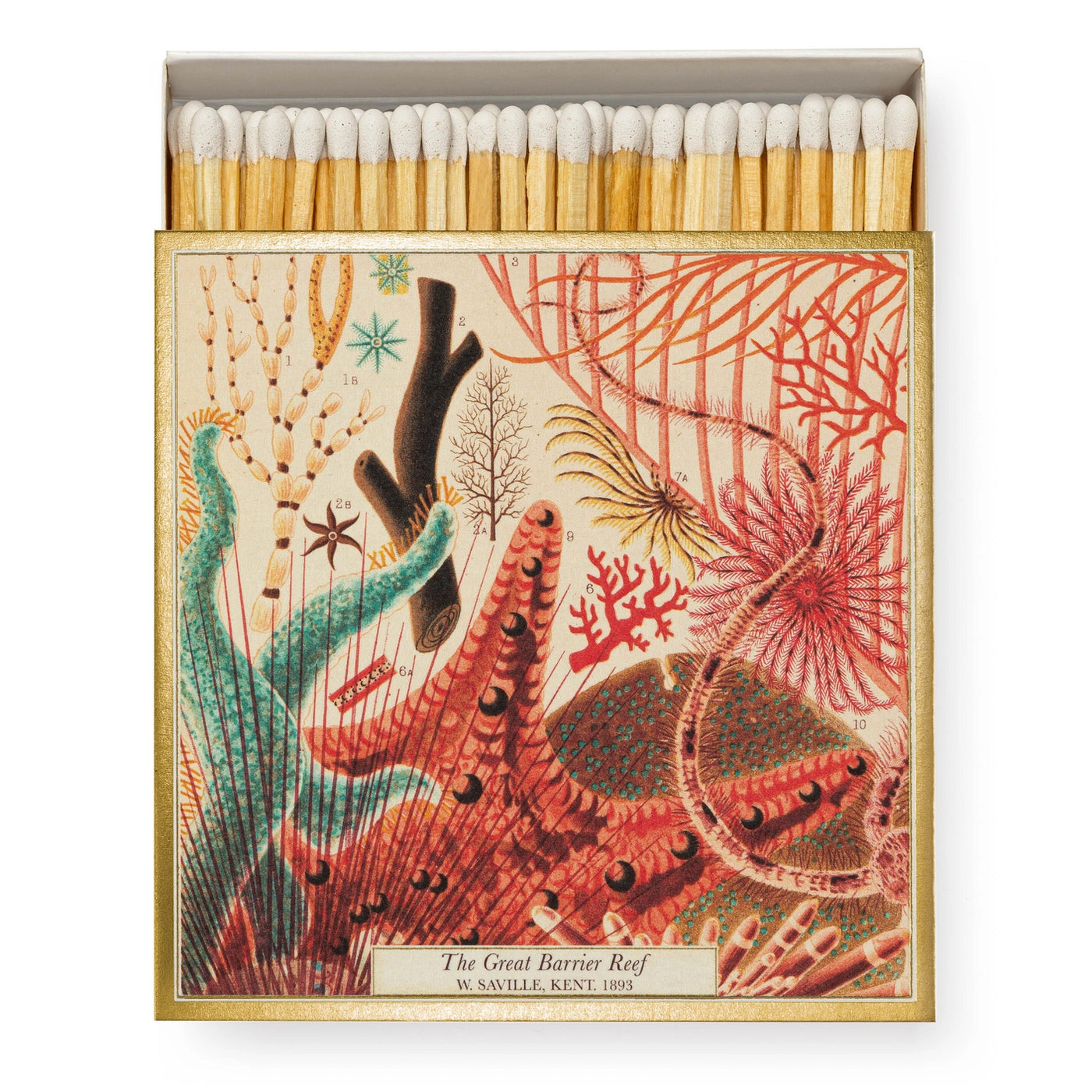 Great Barrier Reef Matchbox