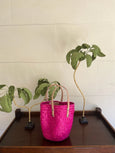 The Palm Tote