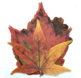 Parchment Papers
