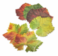 Parchment Papers