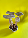 Wooden Mushroom