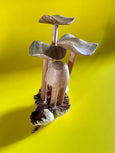 Wooden Mushroom