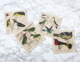 Ornithology Cocktail Napkins
