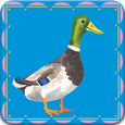 Little Birds Memory & Matching Game