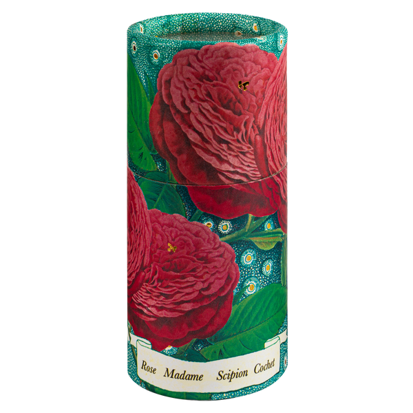 Rose Madame Scipion Large Cylinder Matches