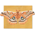 Luna Moth Fold-Out Card Boxed Set