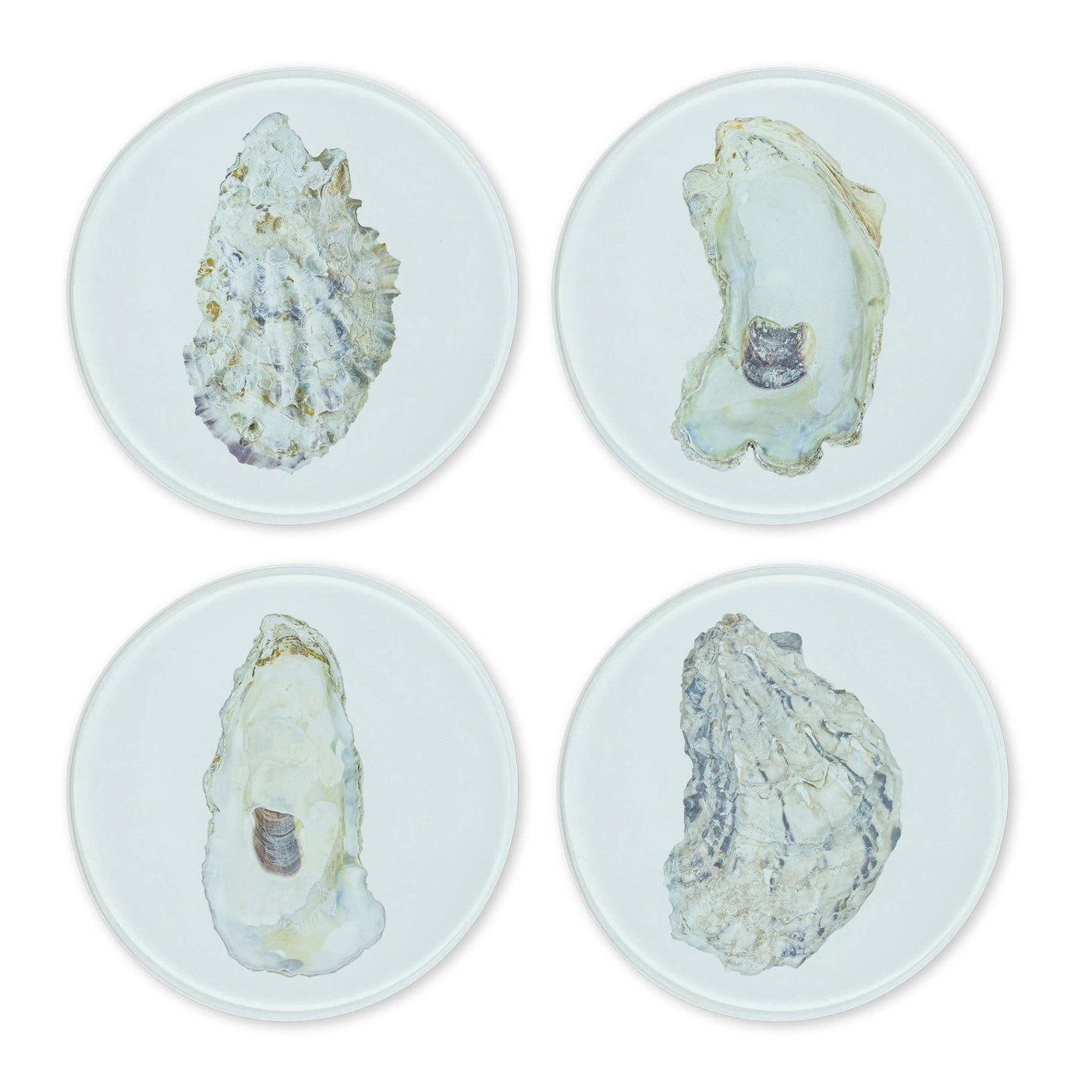 Oysters Glass Coasters