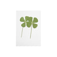 Pressed Four Leaf Clovers