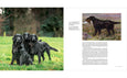 Country Life's Book of Dogs