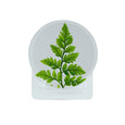 Ferns Glass Coasters