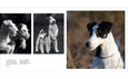 Country Life's Book of Dogs