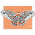 Luna Moth Fold-Out Card Boxed Set