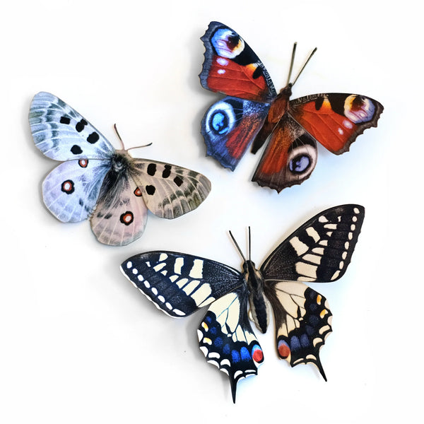 Moth and Butterfly Specimens