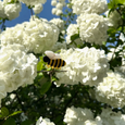 Bee Hair Clip