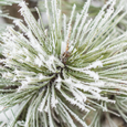 Linnea Forest Fir Diffuser