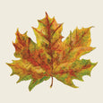 Fall Foliage Cocktail Napkin