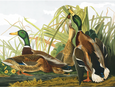 Mallard Ducks Puzzle