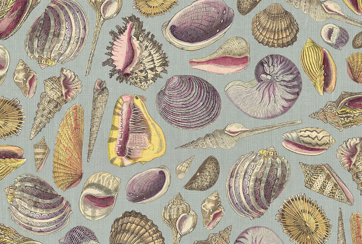Shell Study Placemats – Firefly