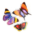 Moth and Butterfly Specimens