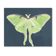 Luna Moth Fold-Out Card Boxed Set