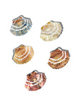 Mini Seashell Hair Clip