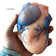 Grow a Heart Science Kit