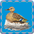 Little Birds Memory & Matching Game