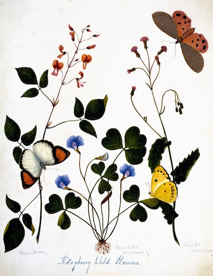 Nehru Botanicals Wild Flowers, White Framed Print 20x16