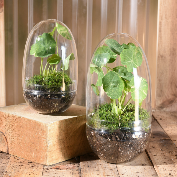 Sole Oval Terrarium