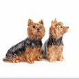 Yorkshire Terrier Salt & Pepper Set