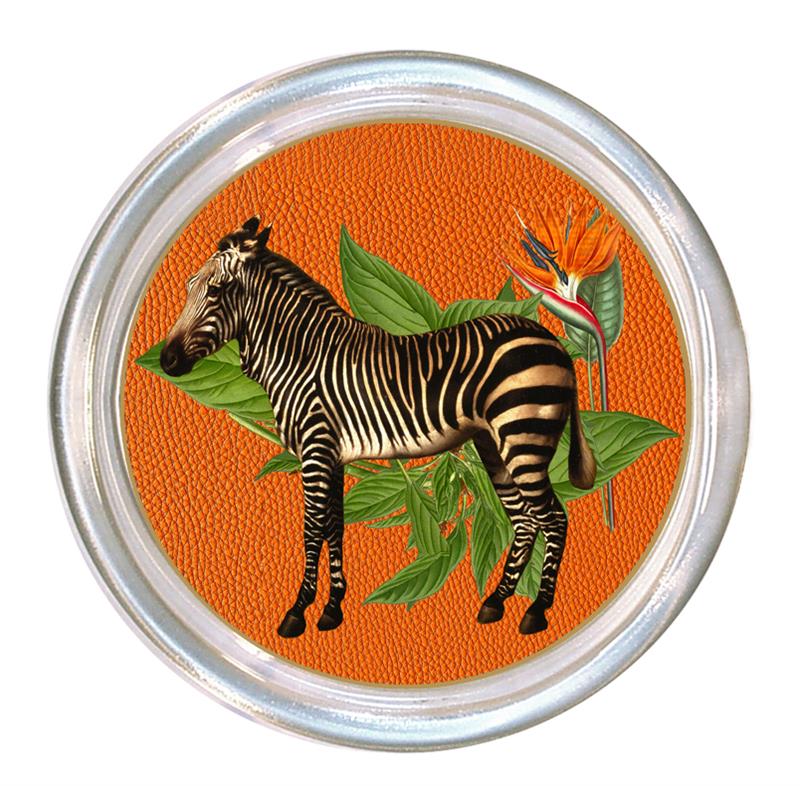 Zebra on Orange Coaster